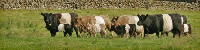 Belted Galloway cattle