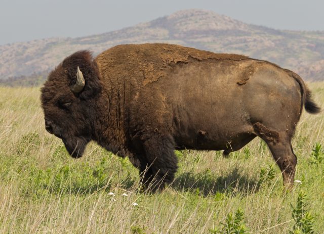 Bison