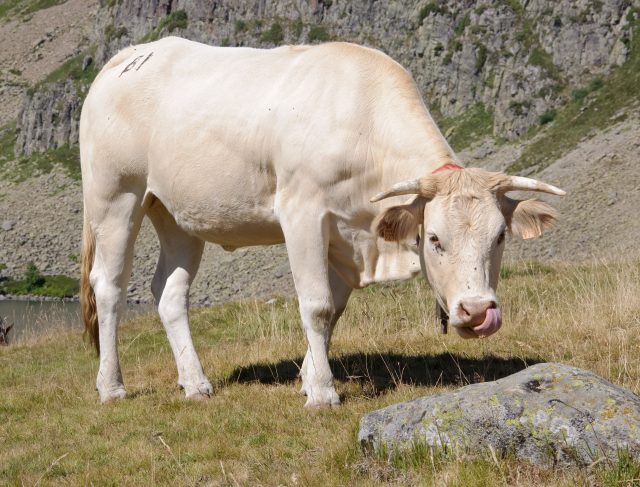 Blonde d’Aquitaine cattle