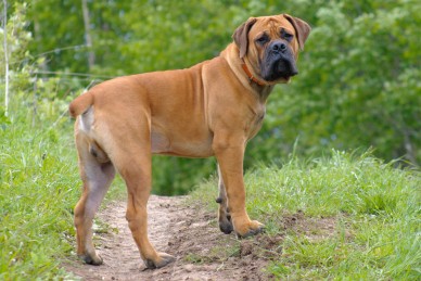 Boerboel