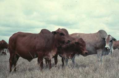 Boran cattle