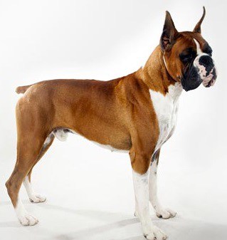 Boxer