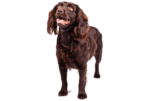 are boykin spaniels akc registered