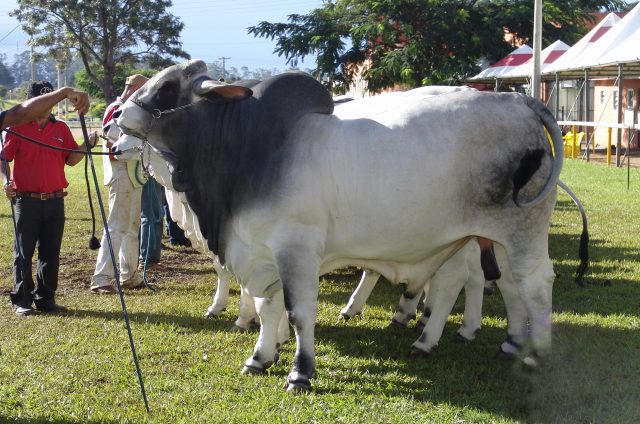 Brahman cattle