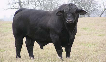 Brangus cattle