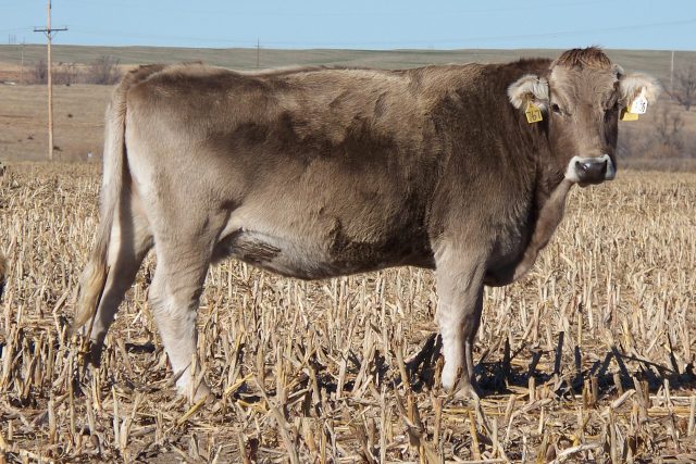 Braunvieh/Brown Swiss cattle