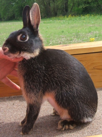 Britannia Petite rabbit