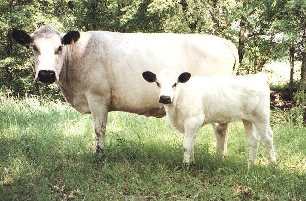 British White cattle