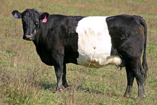 BueLingo cattle