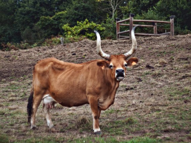 Cachena cattle