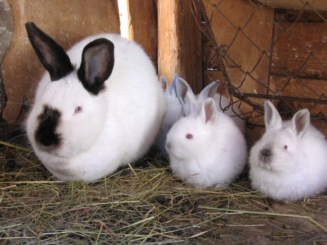 Californian rabbit
