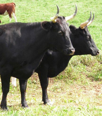 Camargue cattle