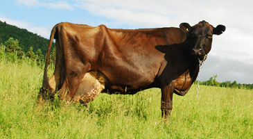 Canadienne cattle