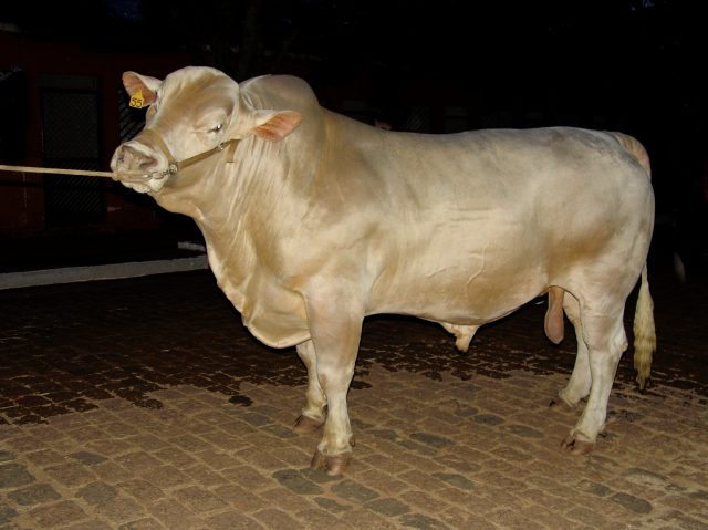Canchim cattle
