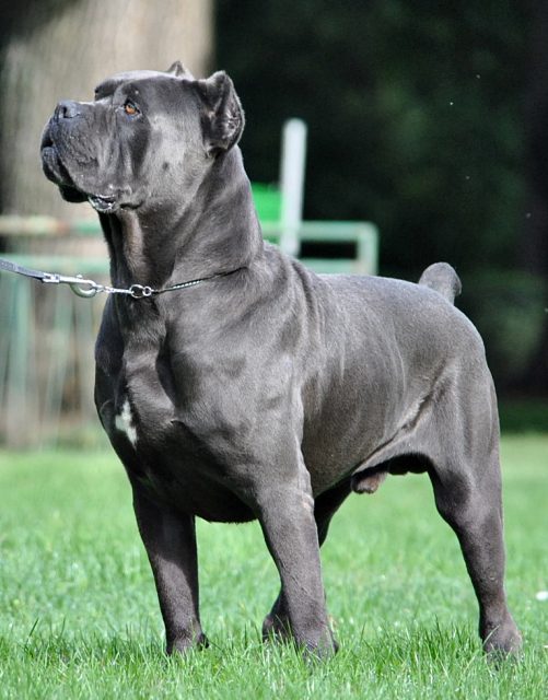 cane corso blue grey