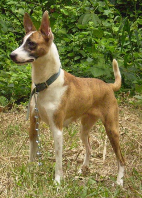 Carolina Dog