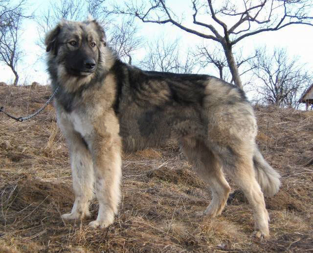 Carpathian Shepherd Dog