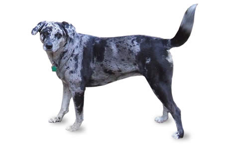 Catahoula Leopard Dog