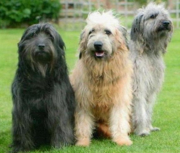 Catalan Sheepdog