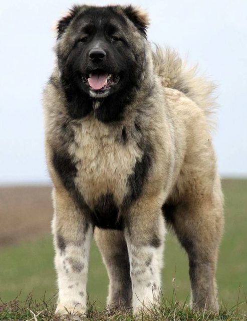 Caucasian Shepherd Dog