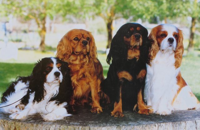 Cavalier King Charles Spaniel