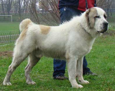 Central Asian Shepherd Dog