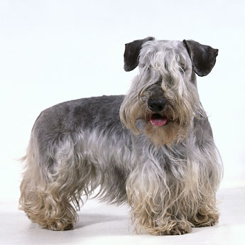 Cesky Terrier