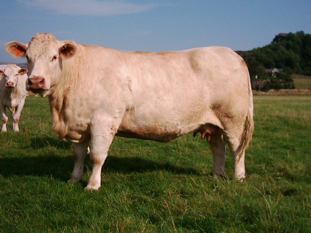 Charolais cattle