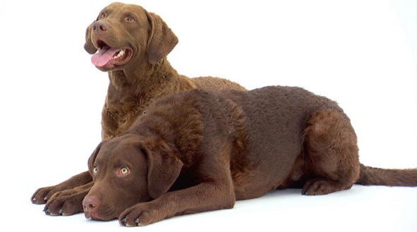 Chesapeake Bay Retriever