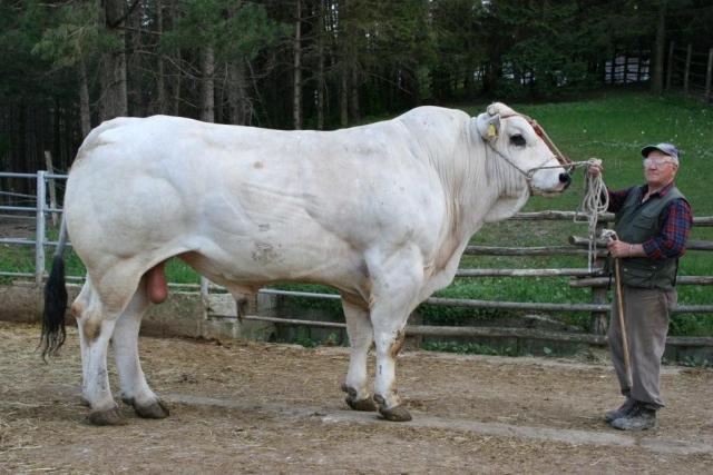 Chianina cattle