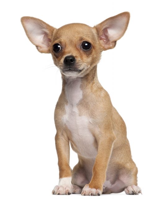 Chihuahua