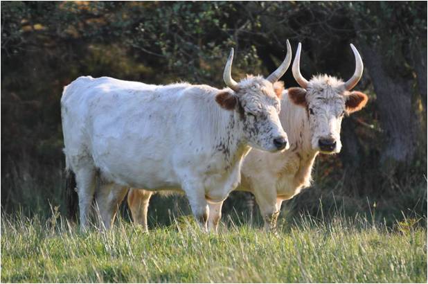 Chillingham cattle