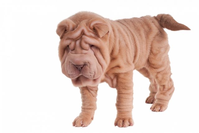 Chinese Shar-Pei