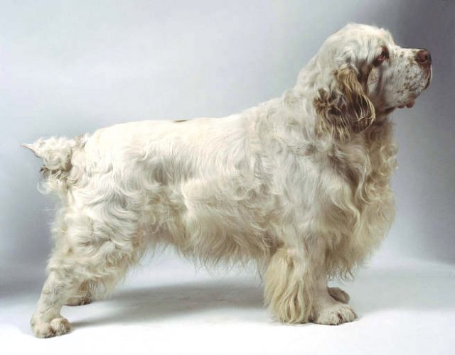 Clumber Spaniel