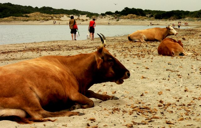 Corsican cattle