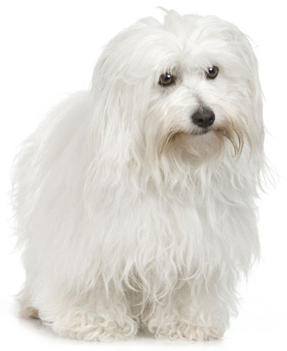 Coton de Tulear