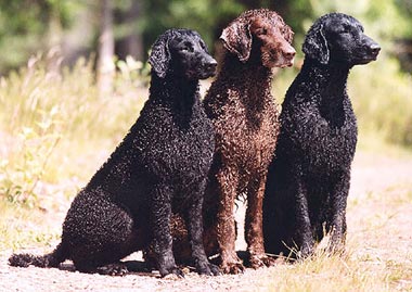 Curly-Coated Retriever | petmapz by Dr. Katz, Your ...