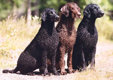 Curly-Coated Retriever