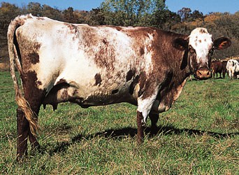 Deoni cattle