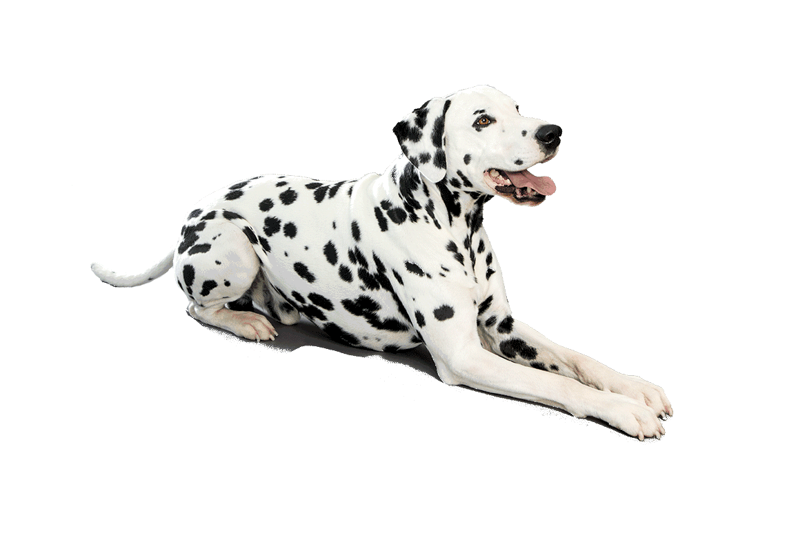 Dalmatian