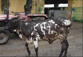 Dangi cattle