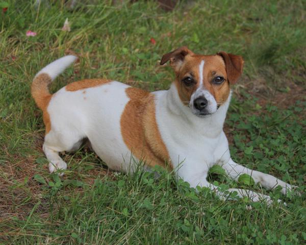 Danish-Swedish Farm Dog