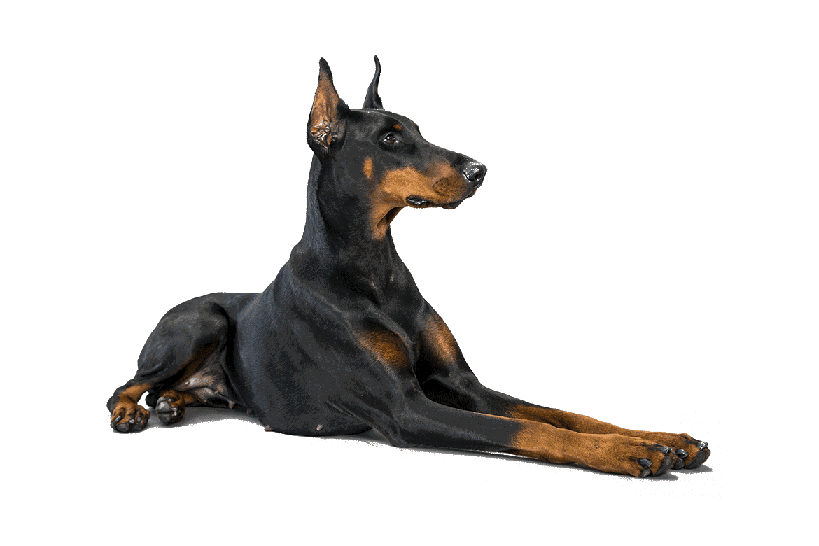 Doberman Pinscher