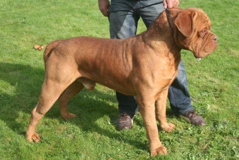 Dogue de Bordeaux