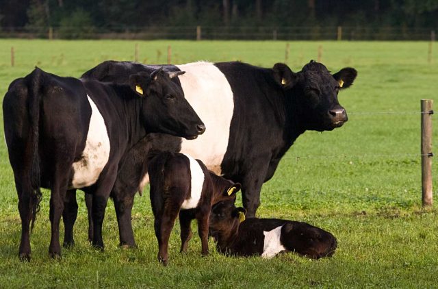 Dutch Belted cattle