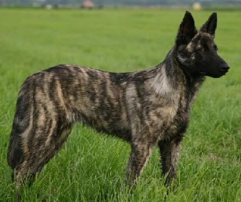 Dutch Shepherd