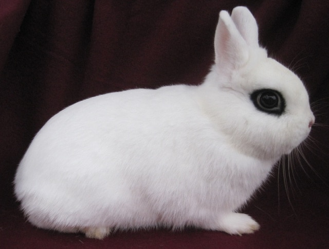 dwarf hotot