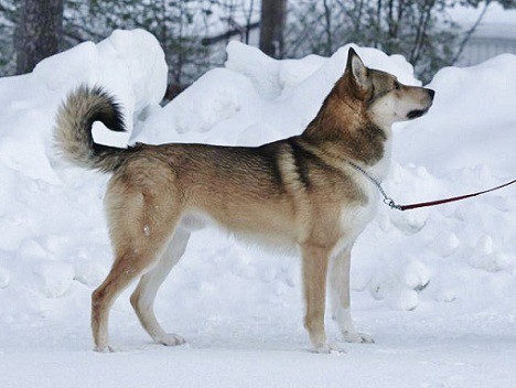 East Siberian Laika