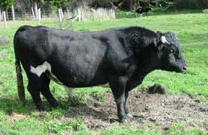 Enderby Island cattle