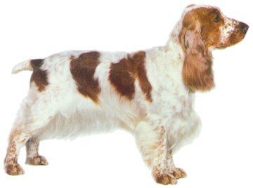 English Cocker Spaniel